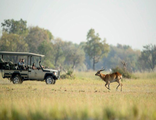 Game drive in Moremi