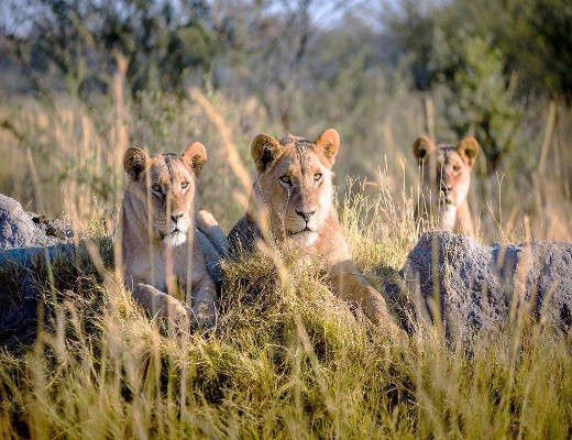 Lions seen in Okavango Delta