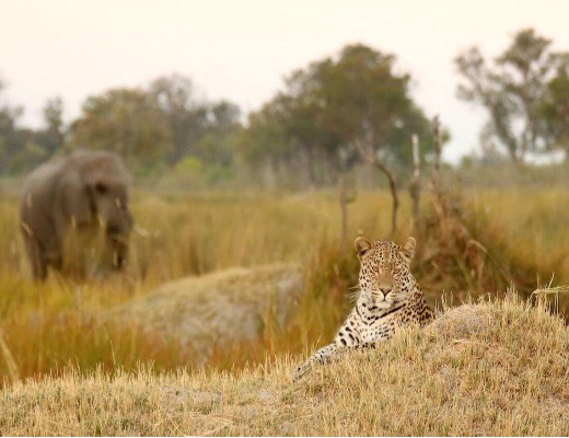 Game viewing in Okavango Delta