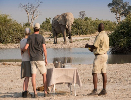 Elephant seen in Savute