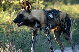 Africa Discovery Botswana 4-5 Star Safari