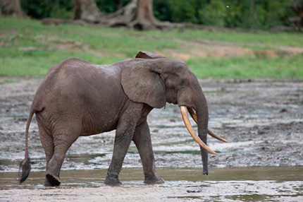 Experience the Wonders of Dzanga Bai | Central African Republic Safaris ...