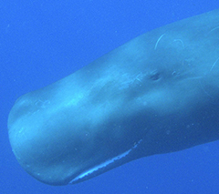 Dominica Sperm Whale Snorkel Encounter, January 3-9 2026 & January 8-14 2026 Group Trips - Dive Discovery