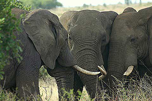 Elephants in Kruger Park, South Africa
